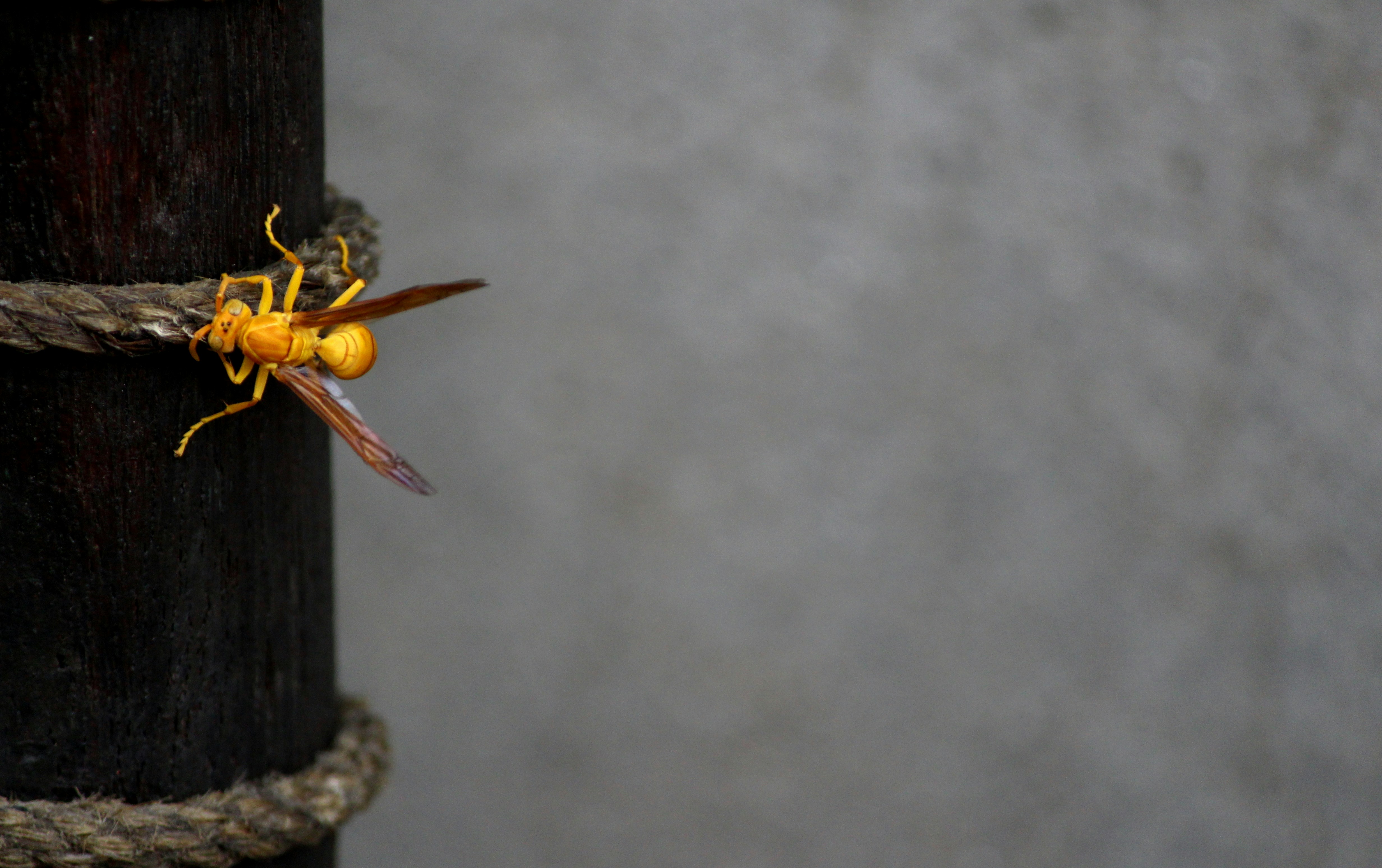 Free Unsplash photo from Gauravjeet Singh