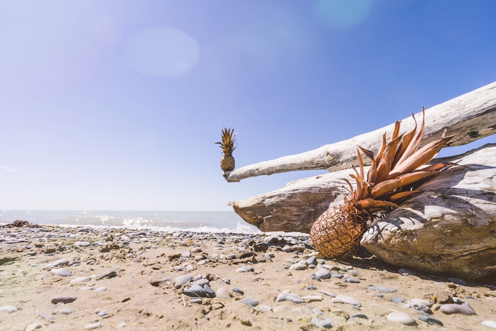 a pineapple plant growing out of the sand on a beach