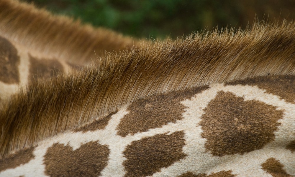 closeup photo of giraffe's back