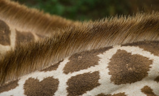 closeup photo of giraffe's back in Tsavo East National Park Kenya