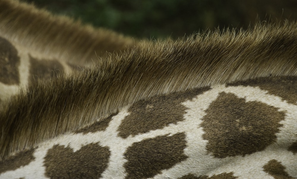 closeup photo of giraffe's back