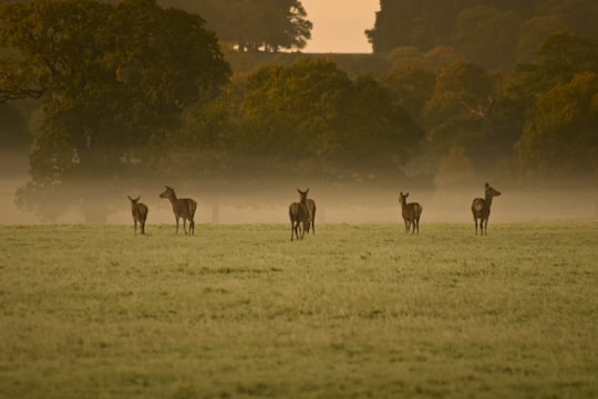herd of brown deer in Windsor Great Park United Kingdom