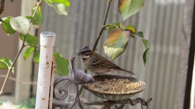 A freshly cleaned bird feeder with a decorative porch refresh, ready to welcome wild birds.