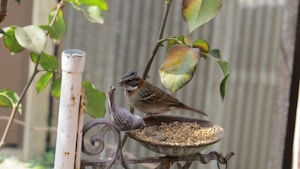 Outdoor Bird Feeder