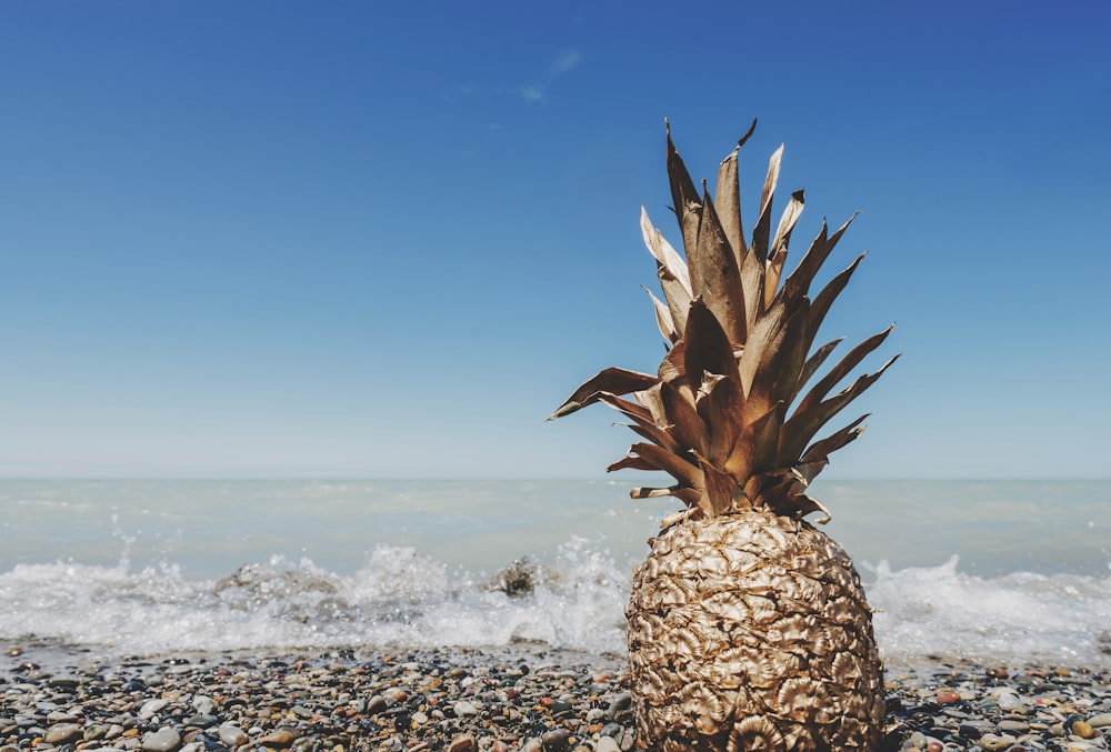 brown pineapple on seashore near water at daytime