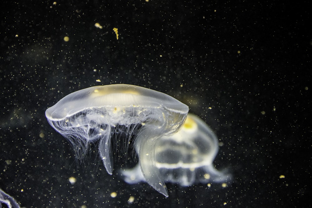 fotografia a fuoco di meduse bianche