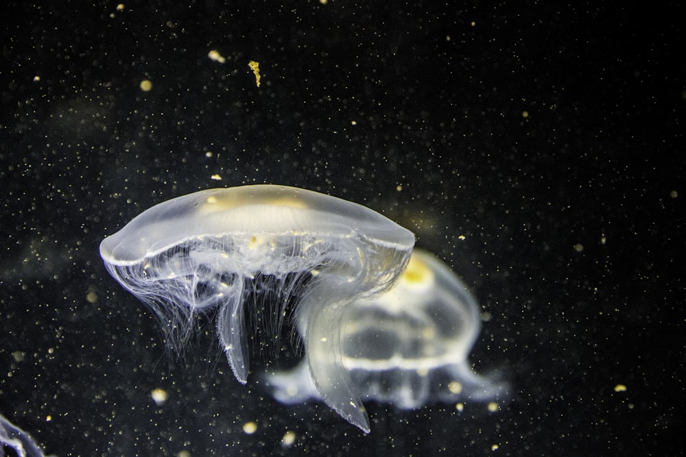 Fotografía enfocada de medusas blancas