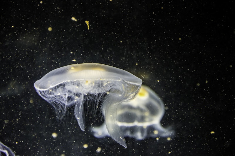 Jellyfish Salad