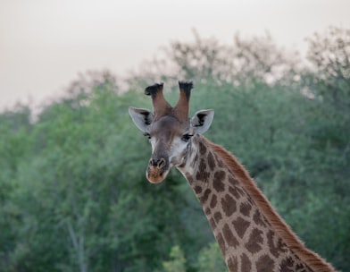 giraffe surrounded by trees