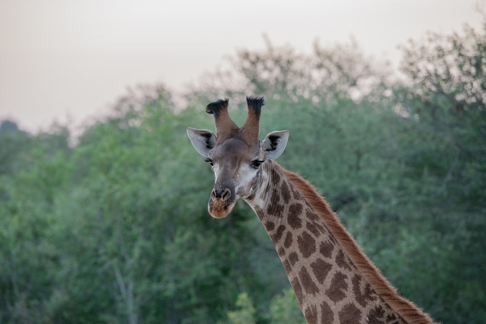 giraffe surrounded by trees