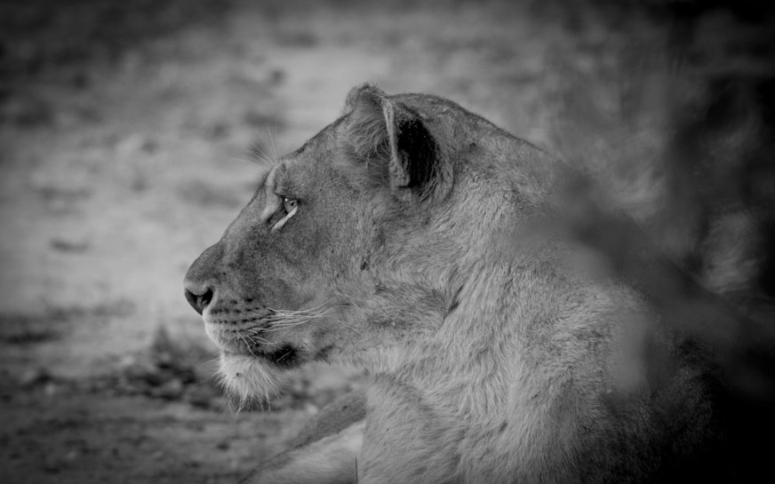 A close-up side profile of a lioness, captured in black and white. The lioness appears to be at rest, gazing intently at something in the distance. Her fur is detailed, with a soft texture visible in the photograph. The background is blurred, highlighting the focus on the lioness.