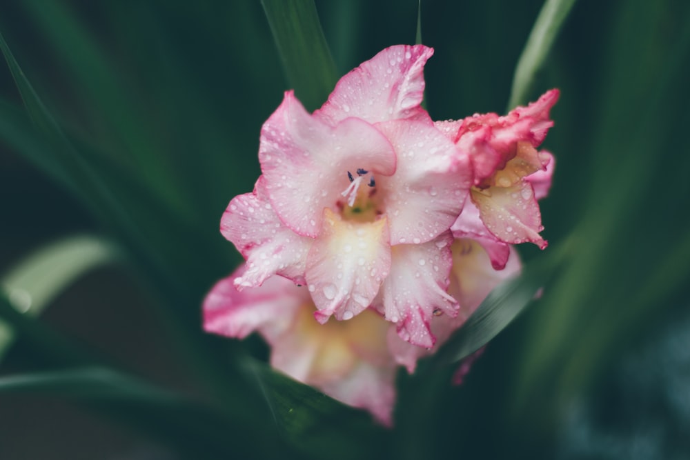 Fotografía de primer plano de flores de pétalos rosas y naranjas