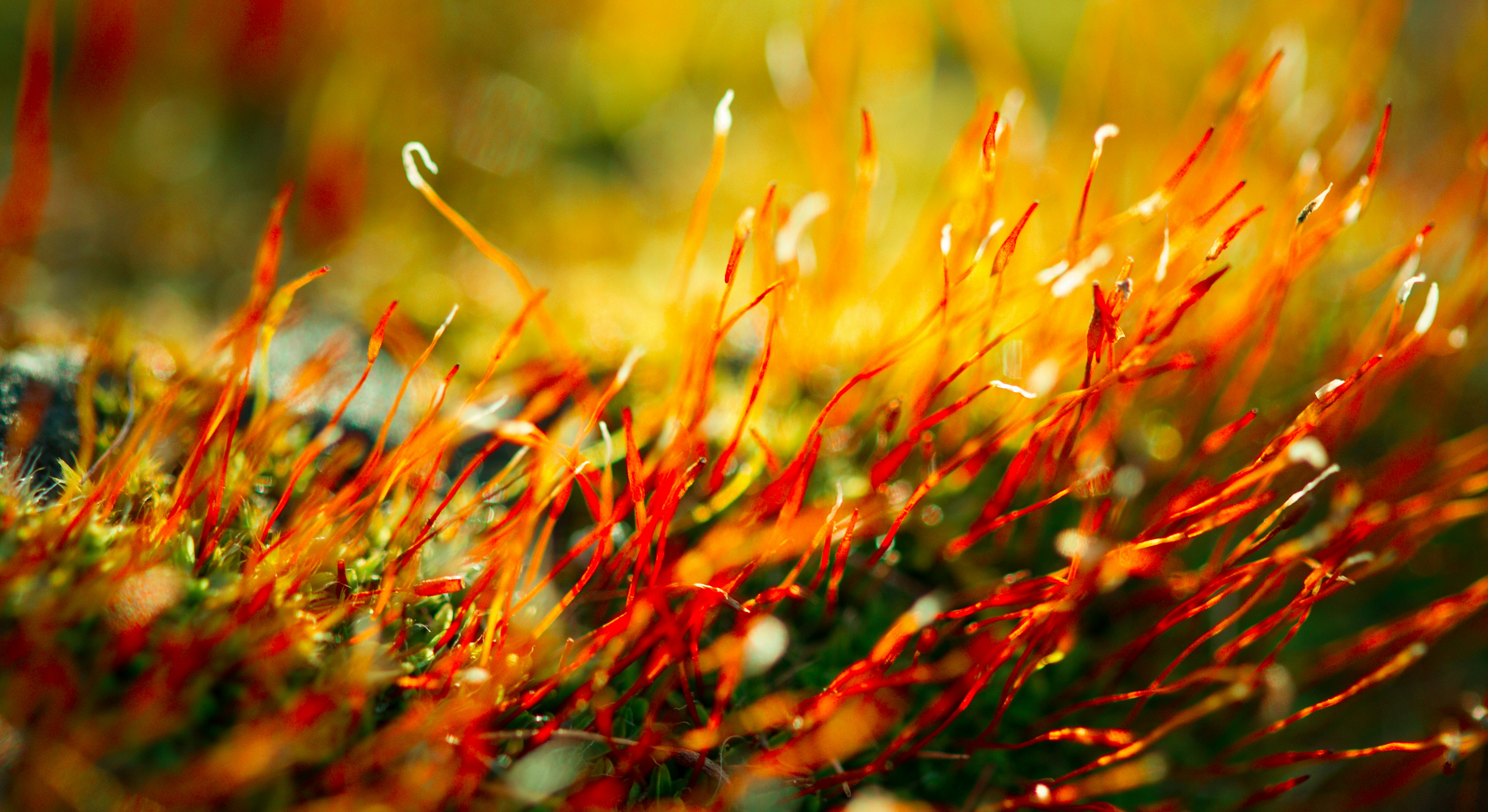 Free Unsplash photo from Tom Ezzatkhah