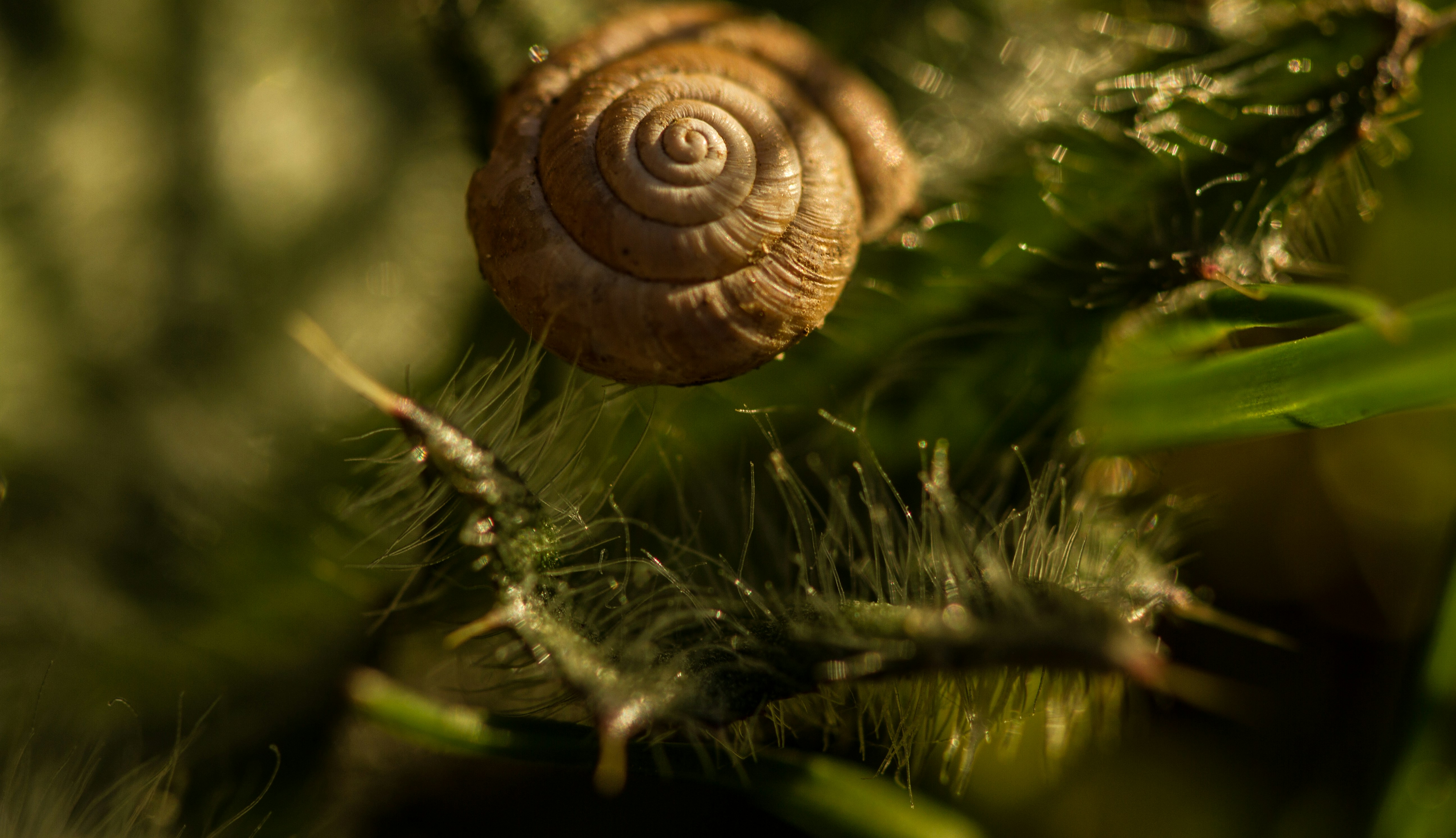 Free Unsplash photo from Tom Ezzatkhah