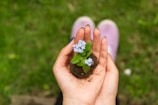 Close-up of hands holding soil samples with green plants in the background
