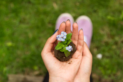 Close-up of hands holding soil with small desert wildflowers growing.