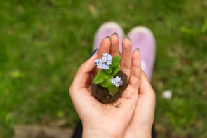 Close-up of hands holding soil samples with green plants in the background