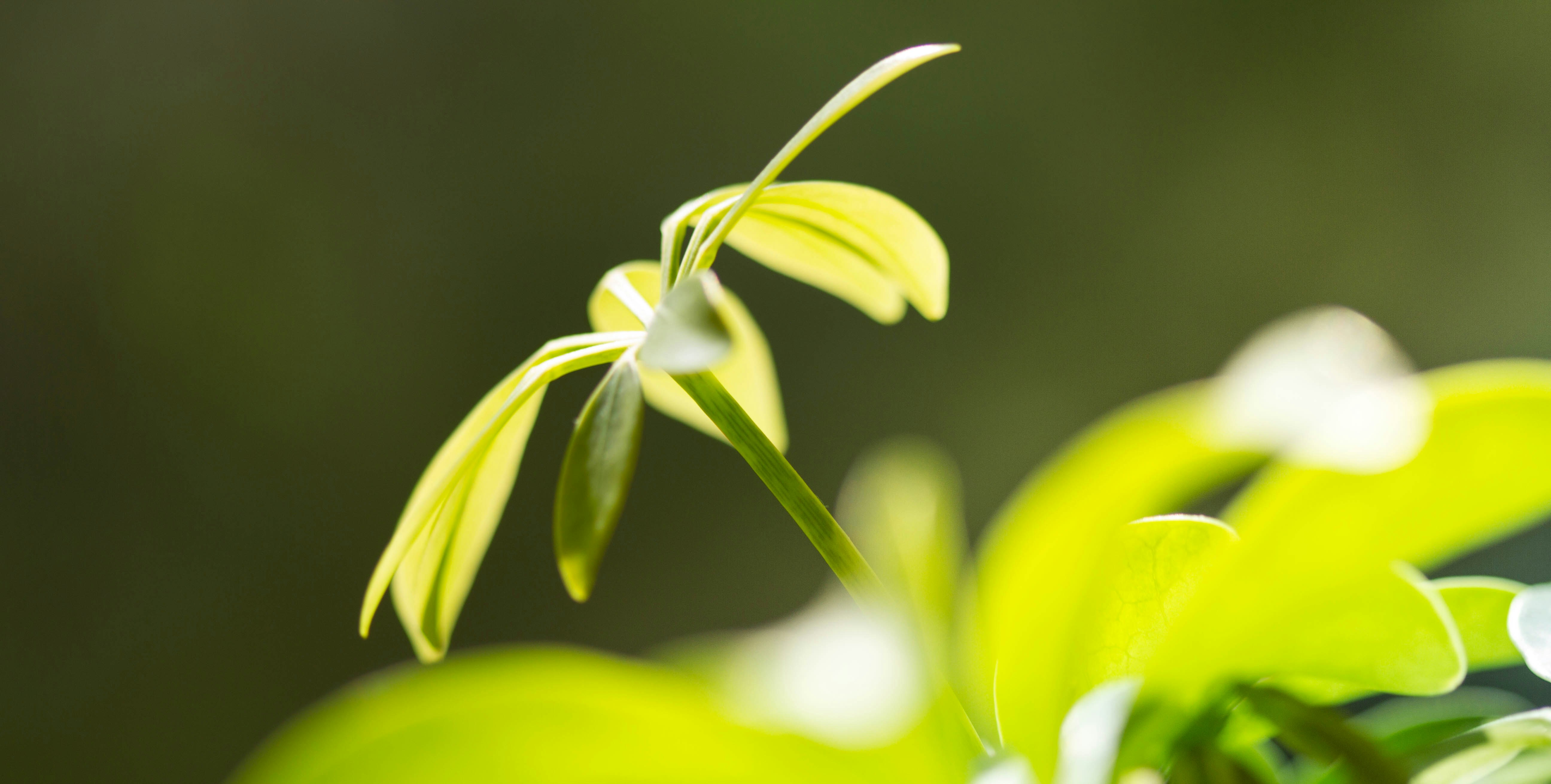 Free Unsplash photo from Tom Ezzatkhah