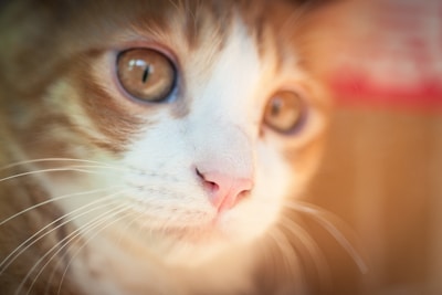 A close-up view of a cat's face, highlighting its whiskers, nose, and large, expressive eyes. The fur is a mix of orange and white, and the background is softly blurred to keep the focus on the cat's features.