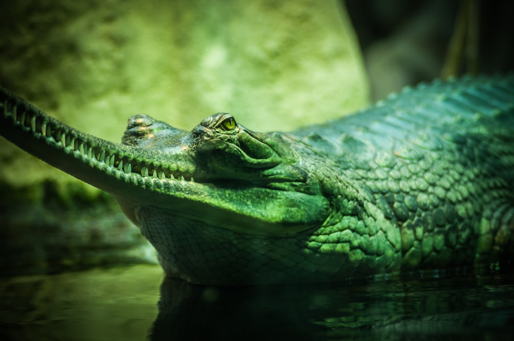 Nahaufnahme eines grünen und grauen Alligators in einem Gewässer