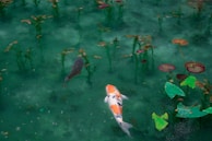 Dois peixes simbolizando o equilíbrio.Inspiram Filosofia Viva.Reflexão.Aprender.Novo.Seguir.Frente.