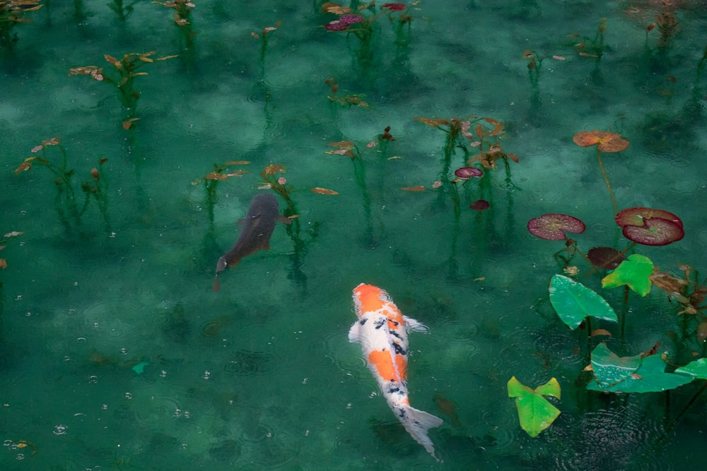 Foto de dois peixes Koi pretos, brancos e laranjas