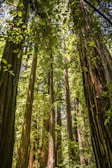 Tall, majestic trees standing close together with dappled sunlight on the forest floor.