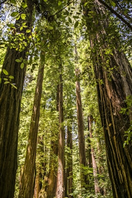 Tall, majestic trees standing close together with dappled sunlight on the forest floor.