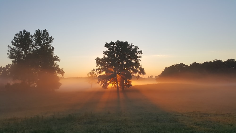 Photographie d’arbres verts