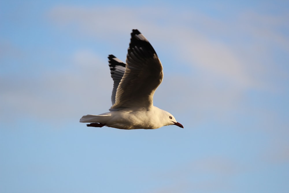 Hochgeschwindigkeitskamera Tilt-Shift-Objektivfotografie eines weißen Vogels im Flug
