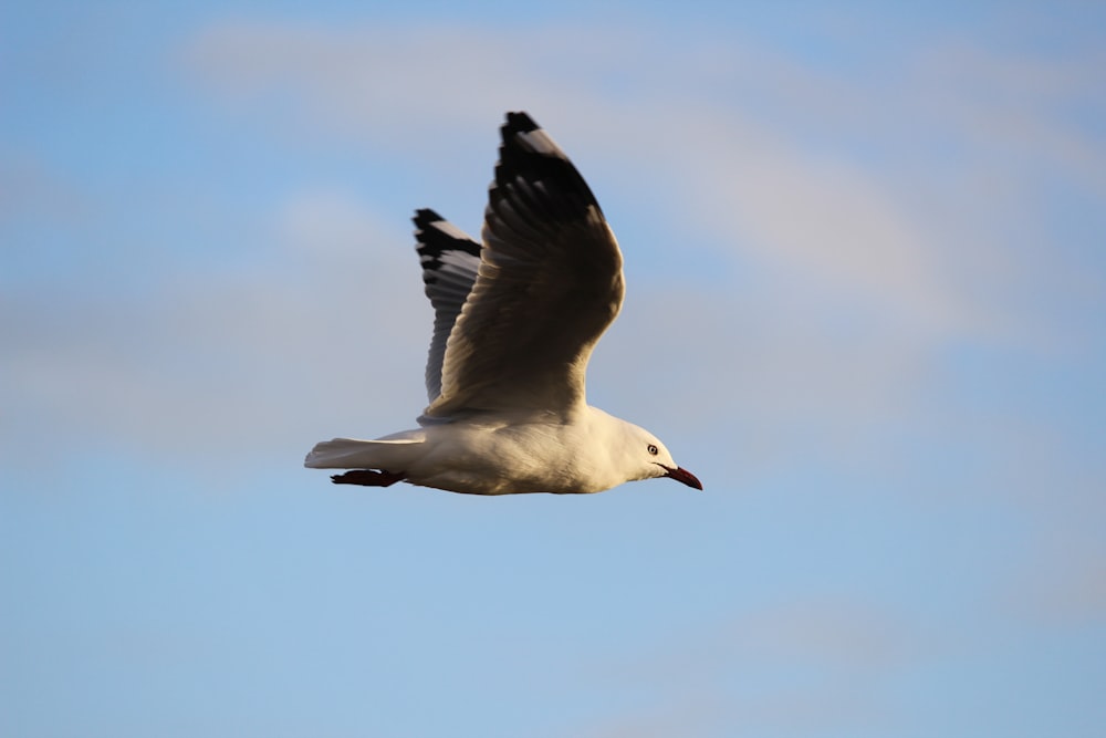 Photographie de l’objectif à bascule et décentrement de l’appareil photo haute vitesse d’un oiseau blanc en vol