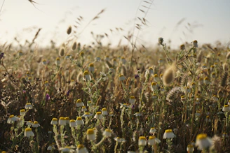Wide shot of a sunlit field filled with wild flor waving gently in the breeze.