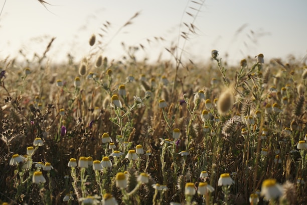A sunlit flower field on the Dingle Peninsula with vibrant blooms swaying gently.