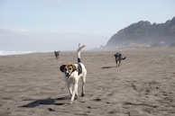 A group of four dogs happily exploring a sandy beach during a group walk.