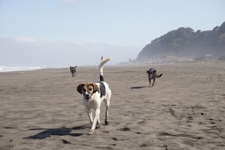 A group of four dogs happily exploring a sandy beach during a group walk.