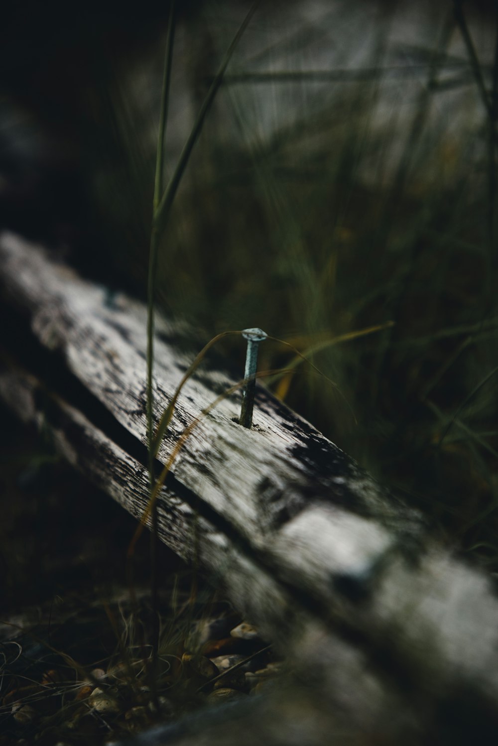 shallow focus photo of gray steel nail