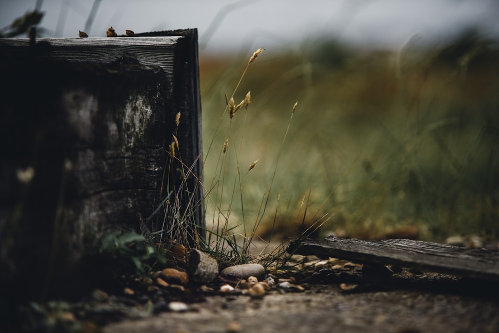 green grasses near black wooden box