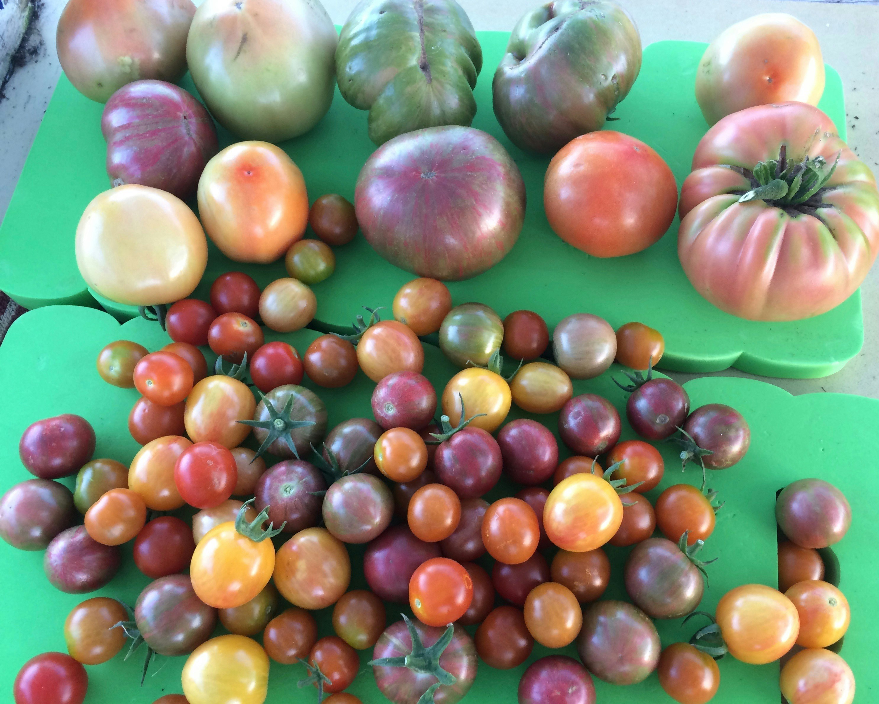 An assortment of homegrown tomatoes ready for culinary use