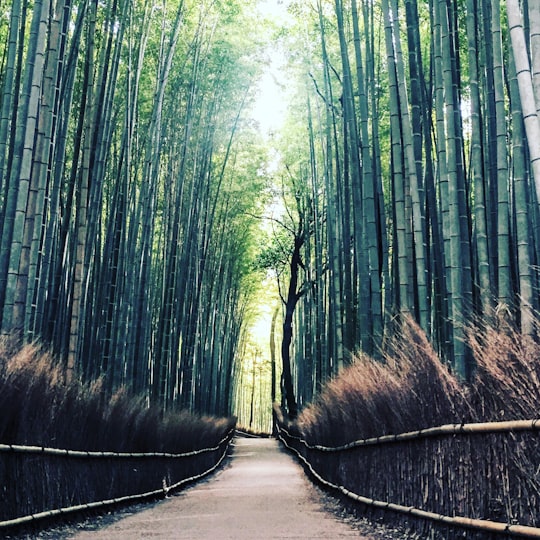 green trees on the road in Arashiyama Station Japan