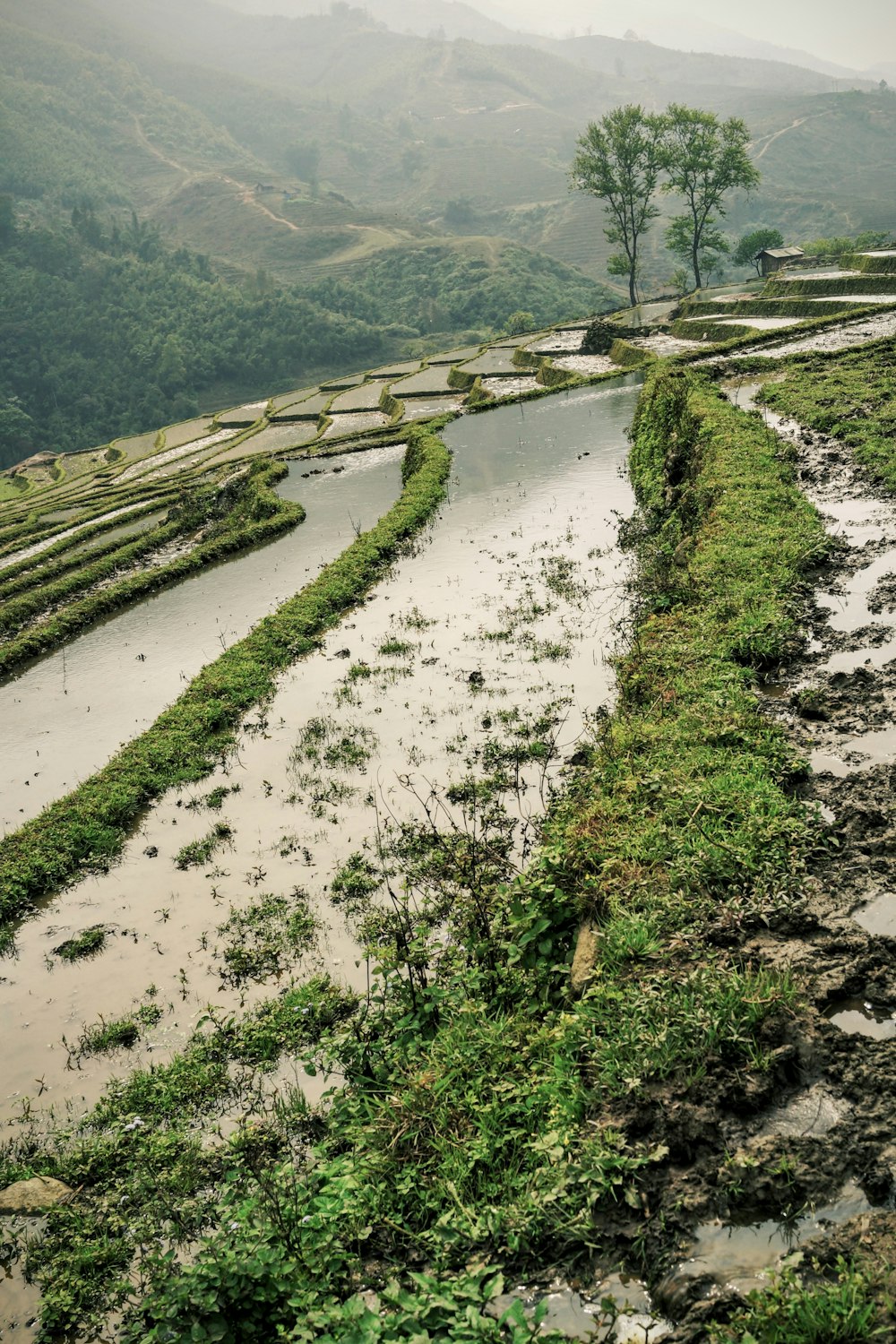 layered rice field near tree during daytime