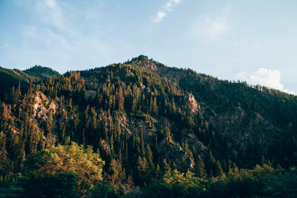 Bäume bedeckten tagsüber Berge