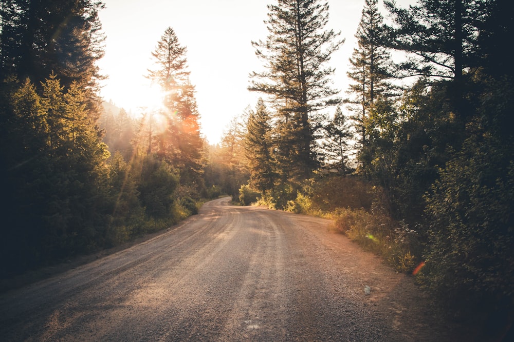 Carretera cerca del bosque