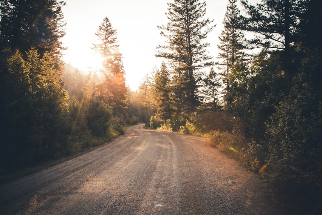 road near forest, Golden sun over a dirt road