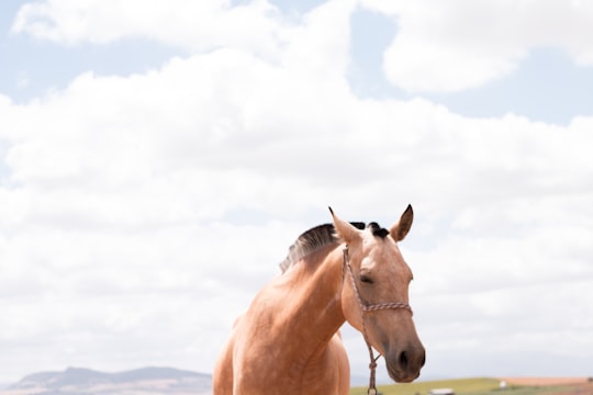 brown horse under clear blus ky in El Coronil Spain