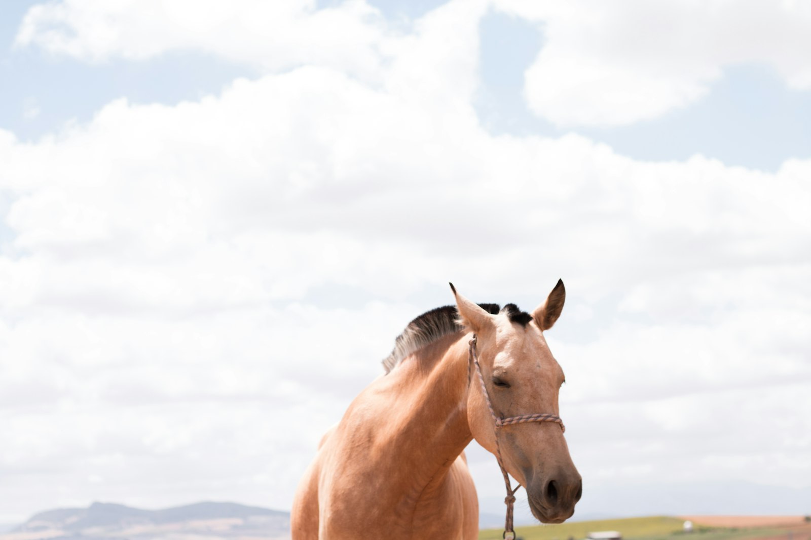 Canon EOS 70D + Canon EF 50mm F1.8 II sample photo. Brown horse under clear photography