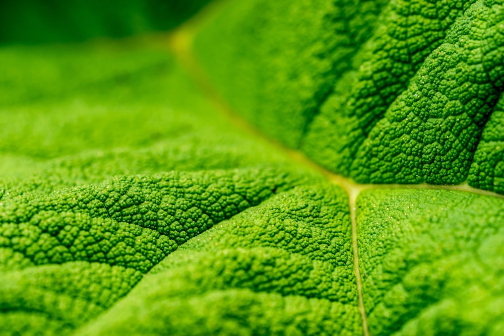 Foto de primer plano de hoja verde