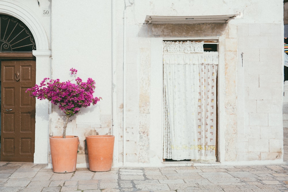 purple flowers beside brown wooden door