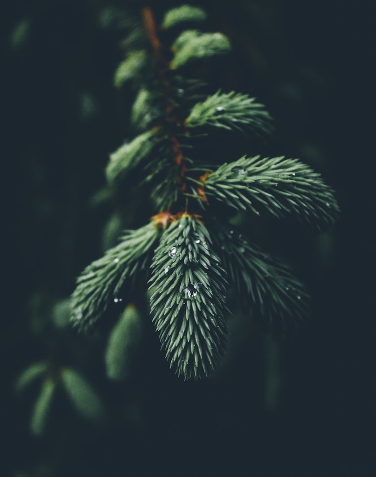 Conifer Trees and Climate