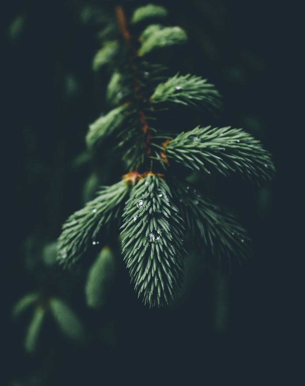녹색 가문비 나무의 얕은 초점 사진