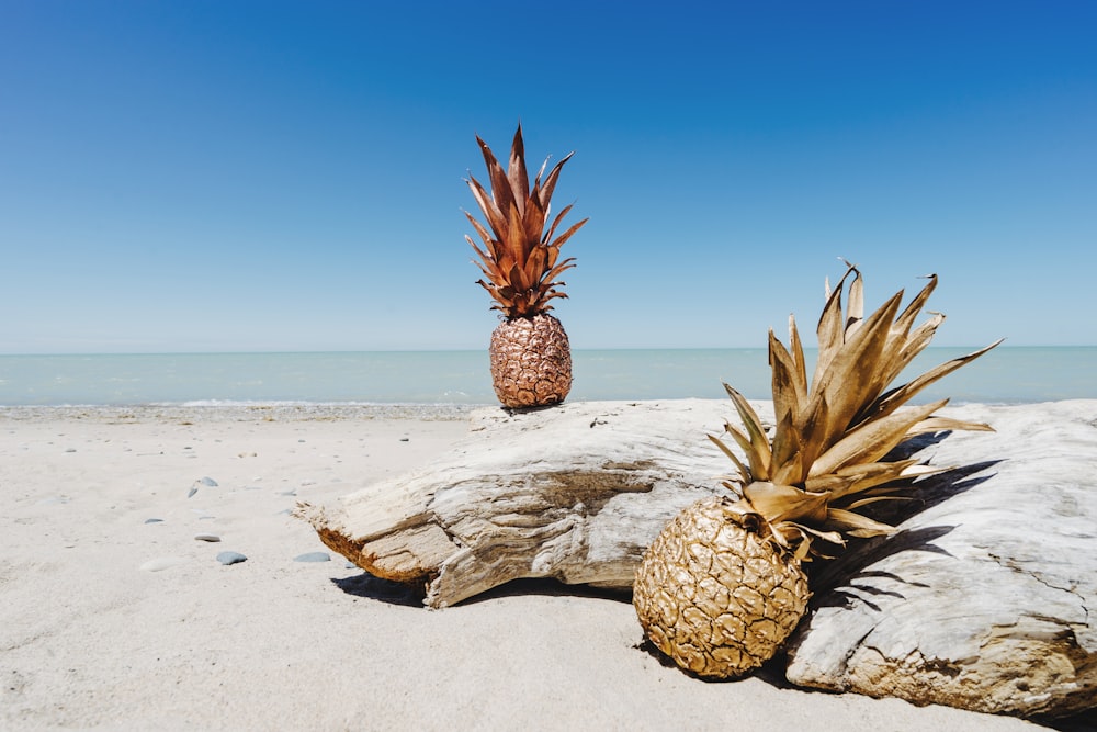 Fruta de piña en la orilla